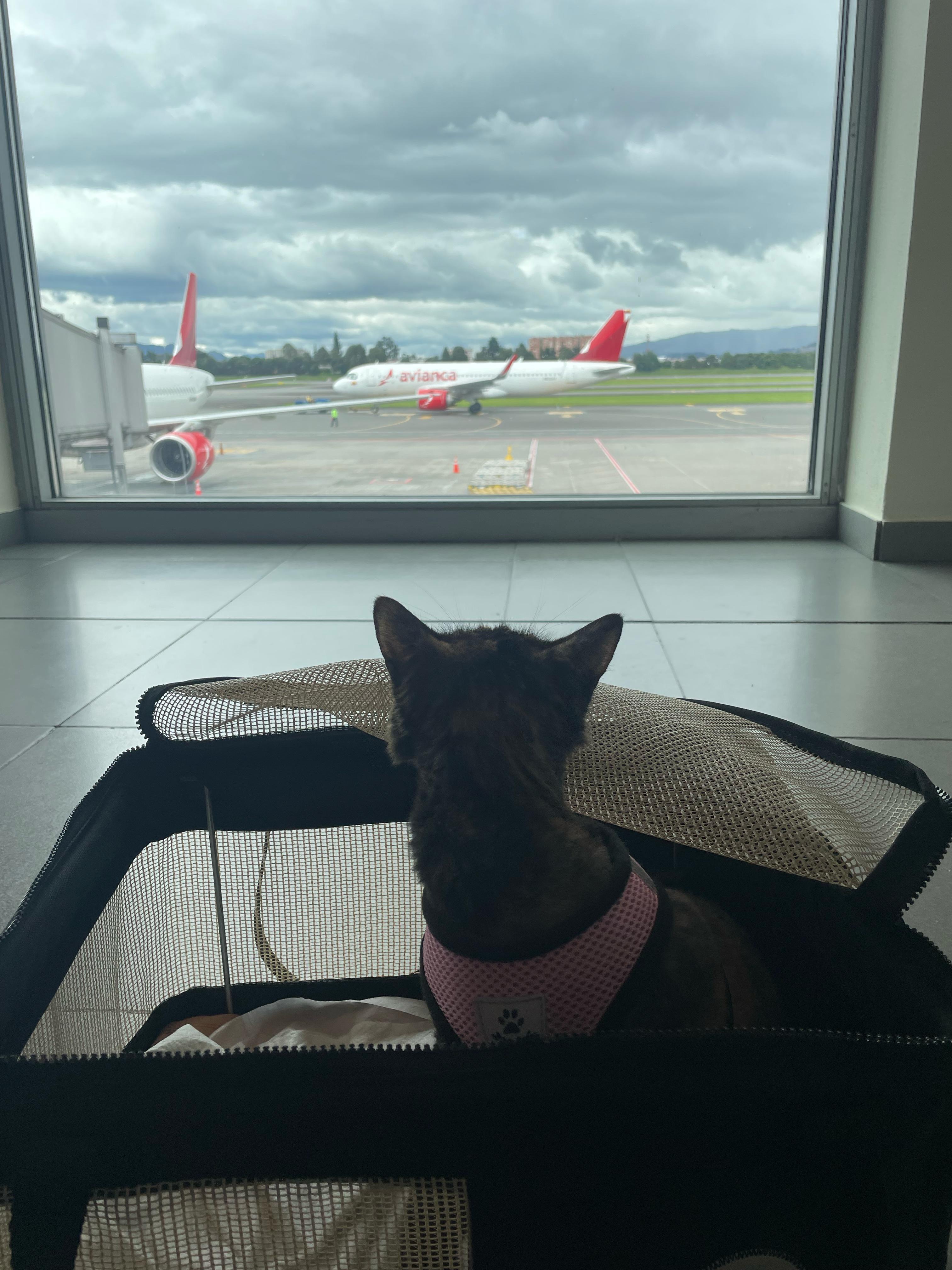 Pet na aeronave